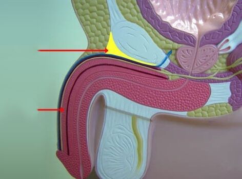 ligamenti penisa