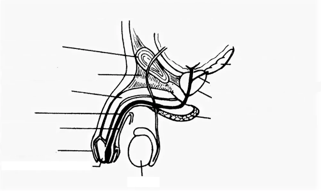 struktura penisa